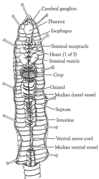 Earthworm Dissection | Carolina Biological Supply