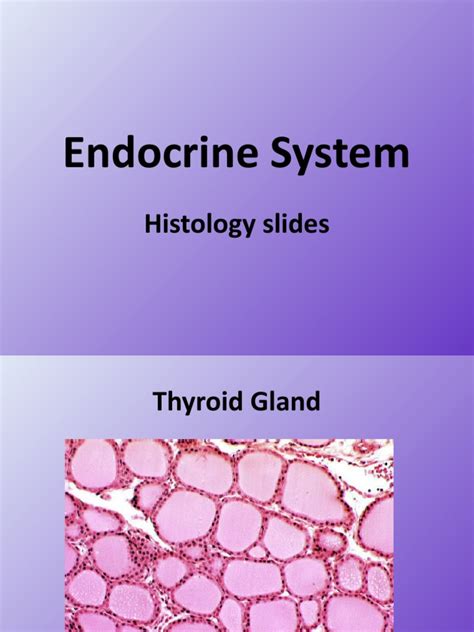 Endocrine System Histology Powerpoint Pdf