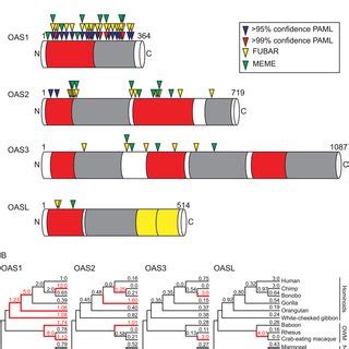 Cgas And Oas Act In Parallel Innate Defense Signaling Pathways A