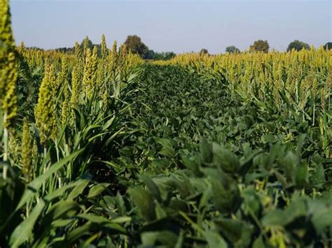 Dai Campi Alla Tavola Con Il Fusillone Di Sorgo Risparmi Dacqua Meno