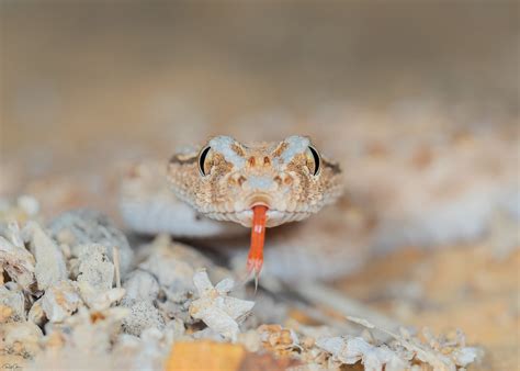 Arabian Horned Viper Cerastes gasperettii עכן גדול Flickr