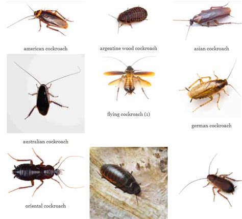 15 Types Of Roaches With Pictures: A Complete Identification Guide 2021 ...