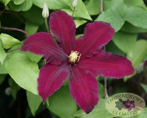 Клематис Ниобе Фото И Описание Сорта — Картинки фотографии