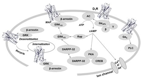 Ijms Free Full Text Functional Selectivity Of Dopamine D1 Receptor