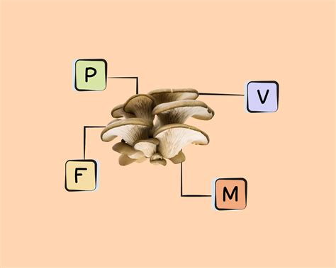 Oyster Mushroom Nutrients