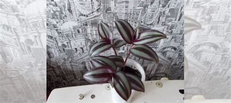 Комнатные цветы.Традесканции купить в Воркуте | Товары для дома и дачи ...