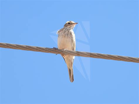 Australian Pipit On Wire Parnell Photos