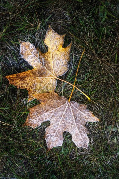 Folhas De Maple Congeladas Em Erva Caule Cruzado Foto De Stock