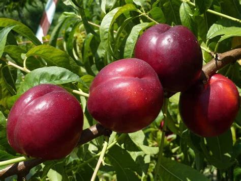 Нектарин Биг Файе (Big Fire) - Агро Сад