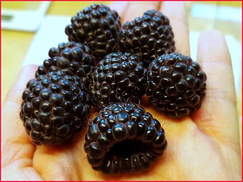 Купить сорт черной малины Хебан (Heban) в Минске. Купить малину Хебан ...