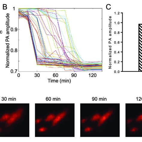 Fluorescence Imaging Of Caspase 3 Activity In HeLa Cells Stably