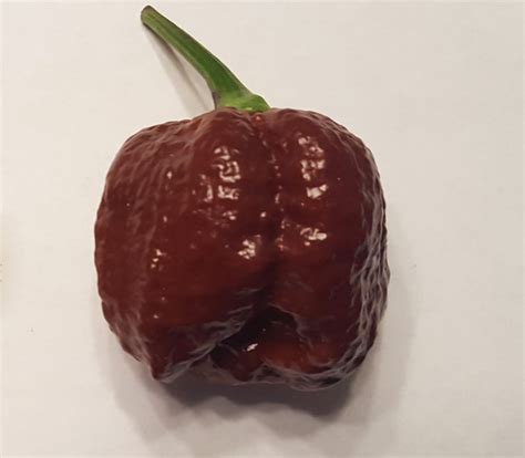 Trinidad Scorpion Moruga Chocolate Pepper Seeds