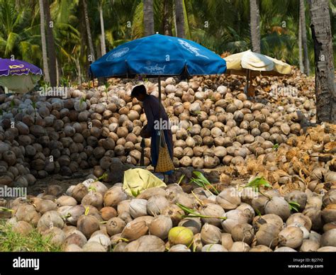 Coconut Farm In Koh Phangan Thailand Stock Photo Alamy