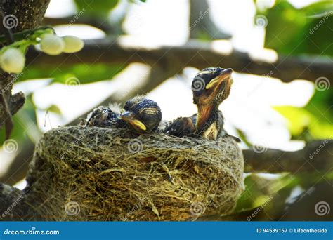 Newborn Australian Willy Wagtail Baby Birds In Nest Stock Image Image