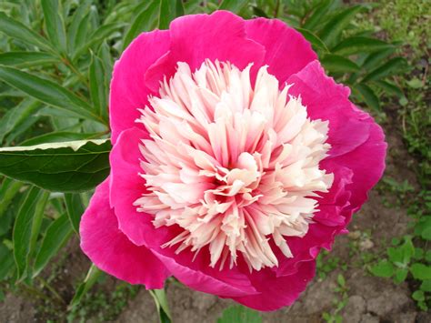 Кора Стаббс Пион Фото – Telegraph