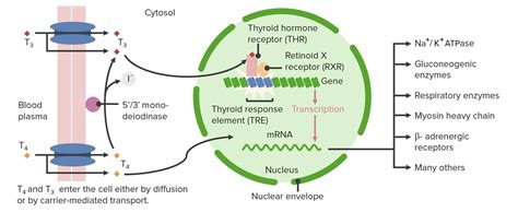 Thyroid Hormones | Concise Medical Knowledge