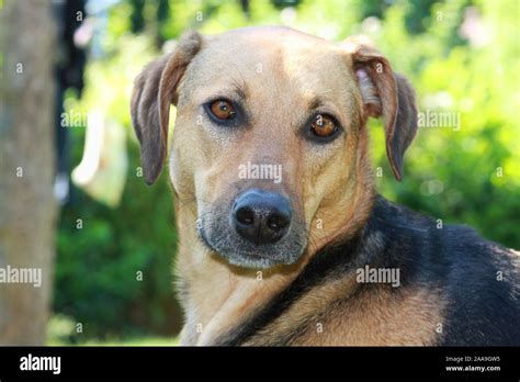 Dog Close Up Brown And Black Dog Stock Photo Alamy