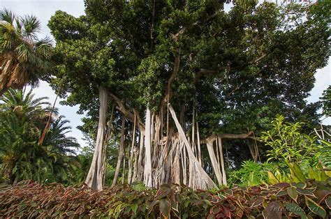 Гевея бразильская (много фото) - treepics.ru
