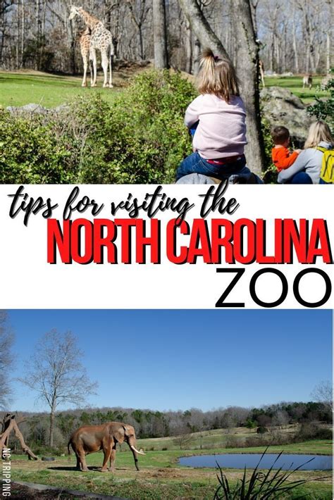Asheboro zoo – Artofit