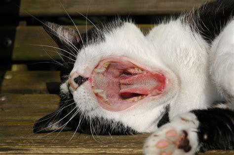 Denti Del Gatto Fotografia Stock Immagine Di Veterinario 6287666