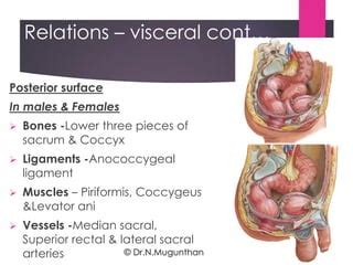 Rectum Anal Canal By Prof Dr N Mugunthan PDF