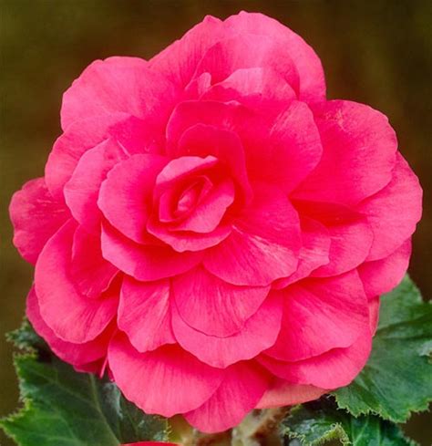 Бегония клубневая – посадка и уход в саду, домашних условиях, сорта