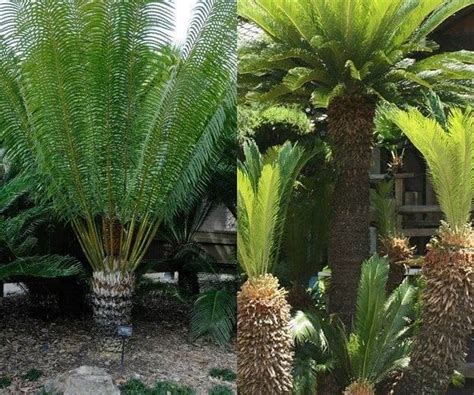 Палма цикас в домашни условия може да бъде красива