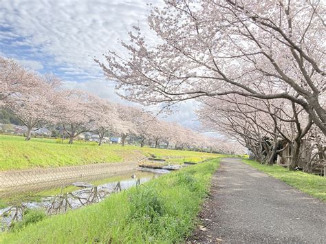 秋月・原鶴温泉などの観光情報｜あさくら観光協会【公式】 20220327草場川の桜1 秋月・原鶴温泉などの観光情報｜あさくら観光協会【公式】