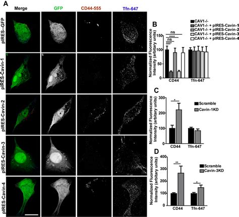 Cavin-1 and Cavin-3, but not Cavin-2 and Cavin-4 negatively regulate ...