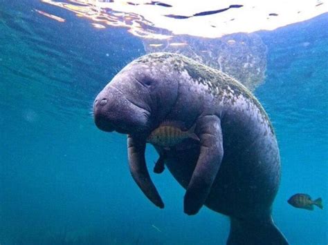 20 Best Swim With Manatees Tours In Florida