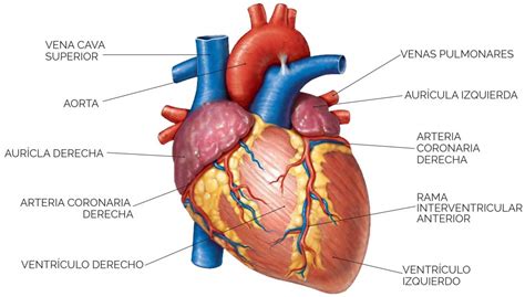 Imagenes Del Corazon Con Sus Partes Para Colorear Como Dibujar Un