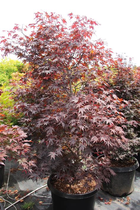 Acer Palmatum Moonfire Specimen 2159 Conifer Kingdom