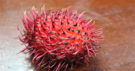 Journey to Honduras: Sea Creature or Exotic Fruit