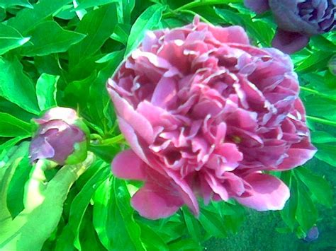 Пион - Садовые цветы