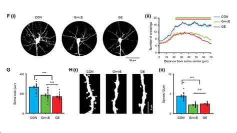 Prefrontal cortex development and mental illness