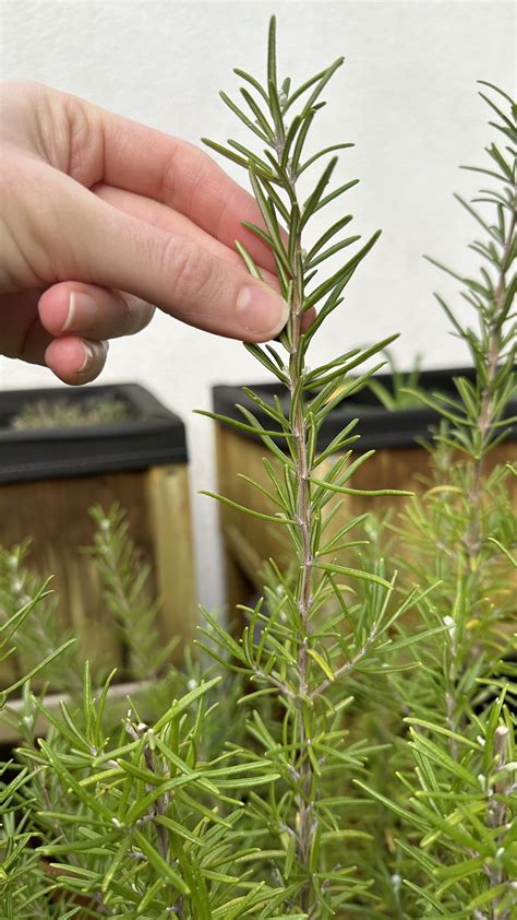 How to Propagate Rosemary: A Step-by-Step Guide — Meadowlark Journal