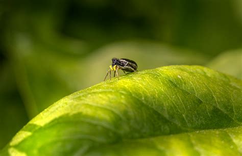 Close-up Photography of Red Spider Mites · Free Stock Photo