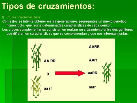 Genetica Y Mejora Vegetal Mtodos De Mejora En