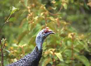 Tip Sex Identification Of Ocellated Turkeys