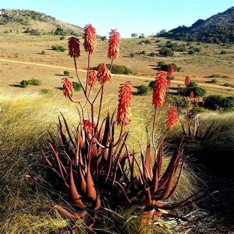 Red Aloe Seeds Aloe Cameronii Price €400