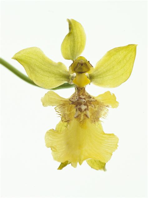 Oncidium Longipes