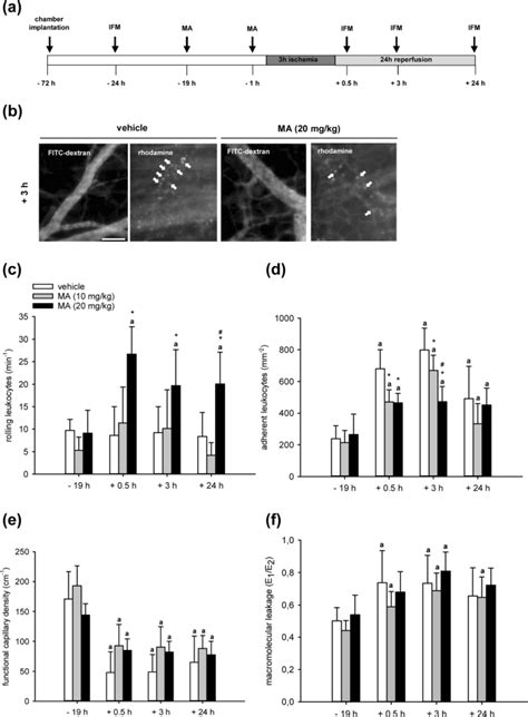 Maslinic Acid Alleviates Ischemia Reperfusion Induced Inflammation By