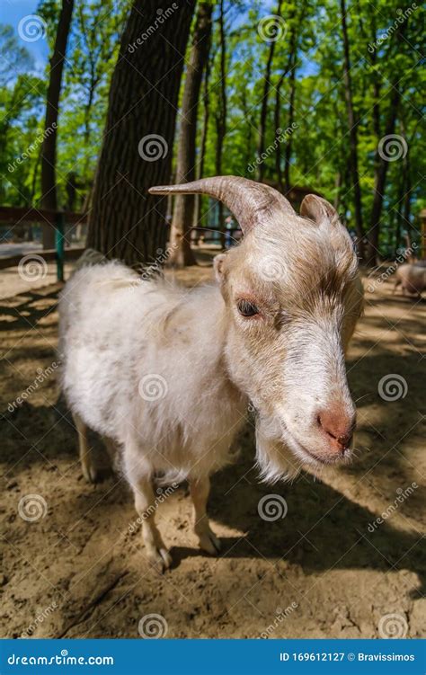 Goat Animal Farm Mammal Domestic Cute Stock Image Image Of Humorous