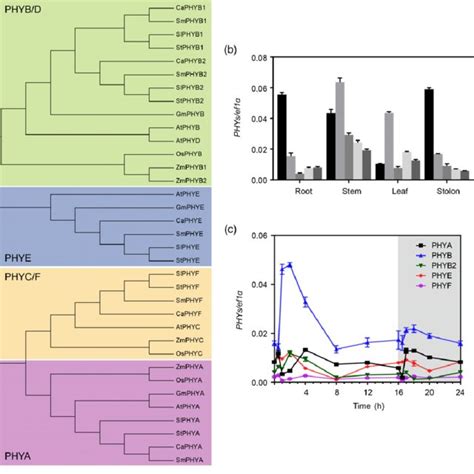 Phylogenetic Tree Analysis And Expression Patterns Of Phytochrome Genes