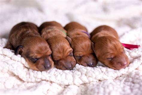 Dachshund Puppies