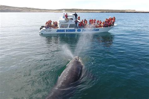 Tour del Sud della Penisola di Valdés con guida in italiano Puerto