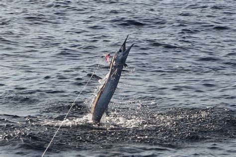 spearfish  coming fishing report