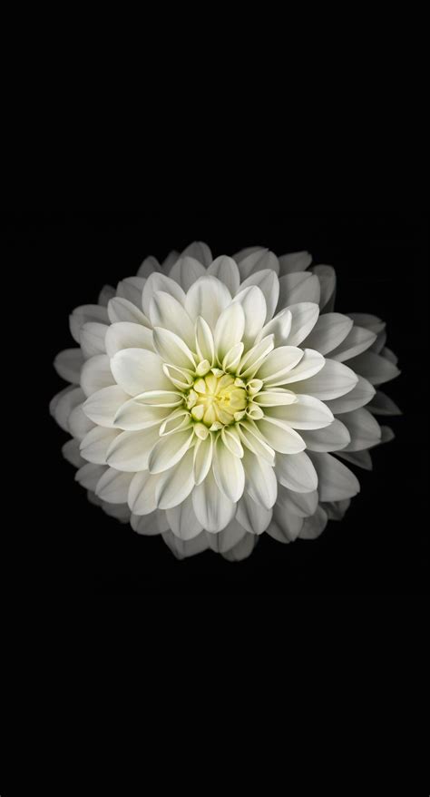 black  white flower wallpaper  images