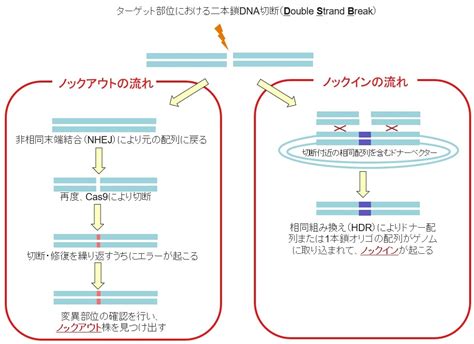 ゲノム編集の原理と手引き～crispr Cas9とは？ Learning At The Bench