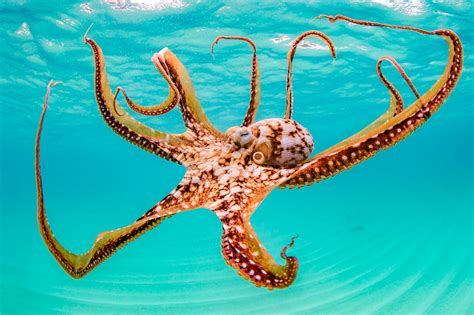 Hawaiian Octopus Tako Swimming In The Pacific Ocean Etsy